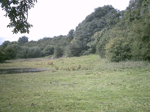 Pheasant woods
