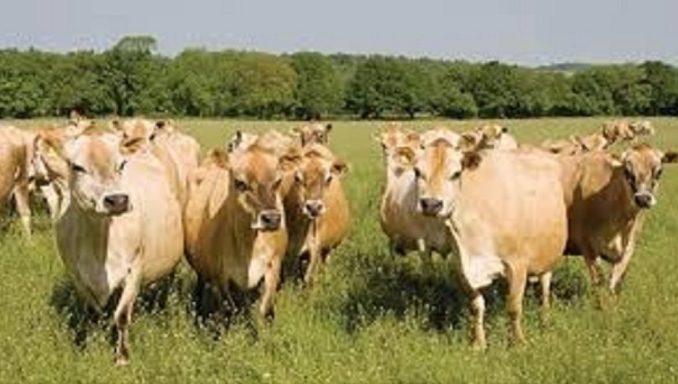 The new herd of Jerseys.