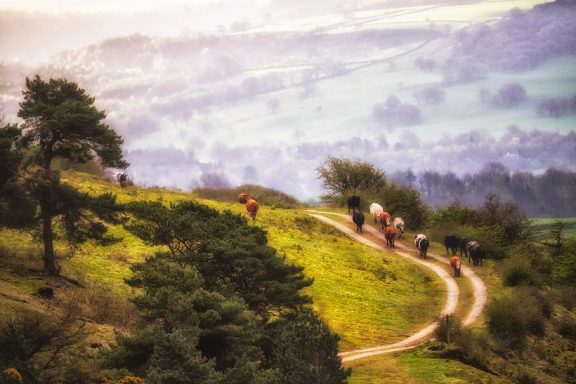 The 'ladies' coming in for milking.