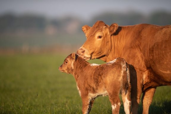 Jersey mother & calf.